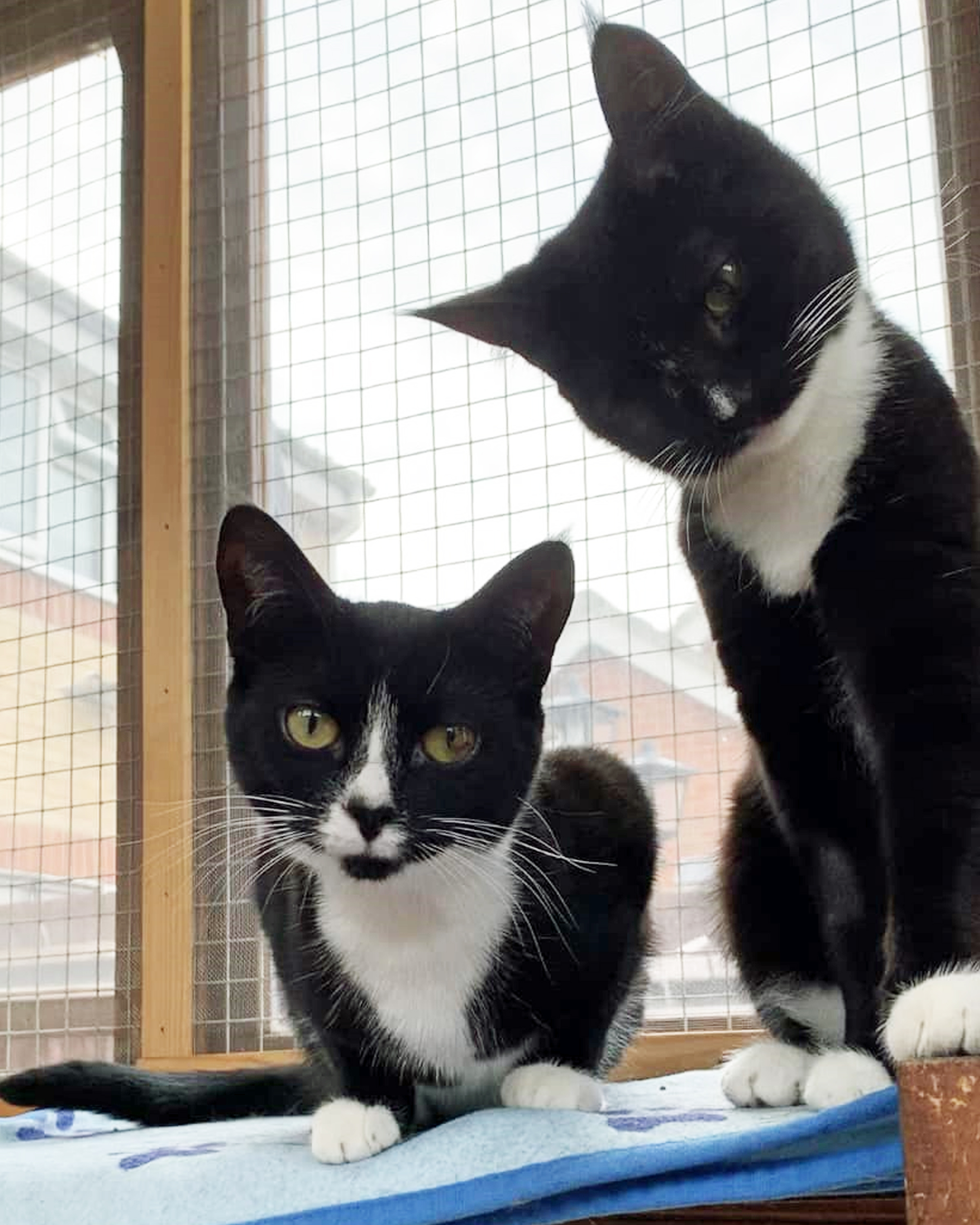 Meet the cuddly cats no-one wants