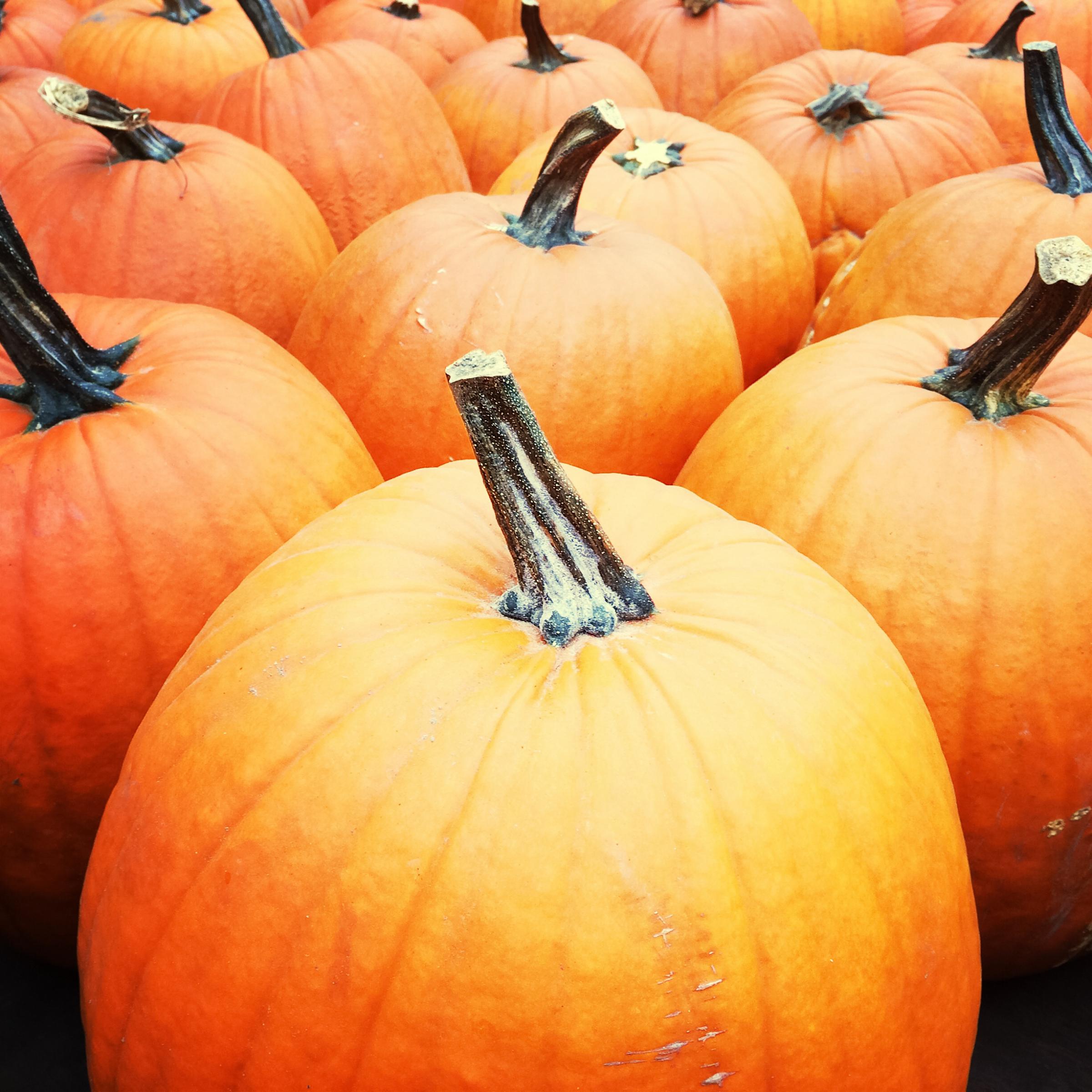 Big orange pumpkins.