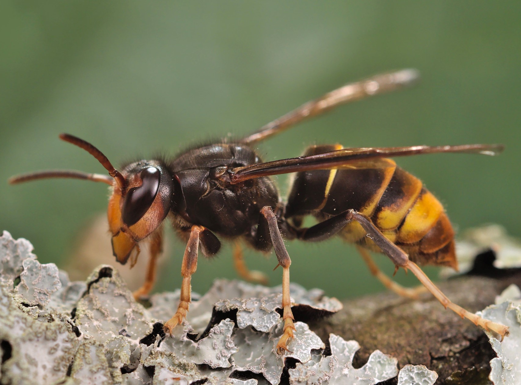 Bee killer Asian hornets in the UK What to do if you spot one Daily Echo