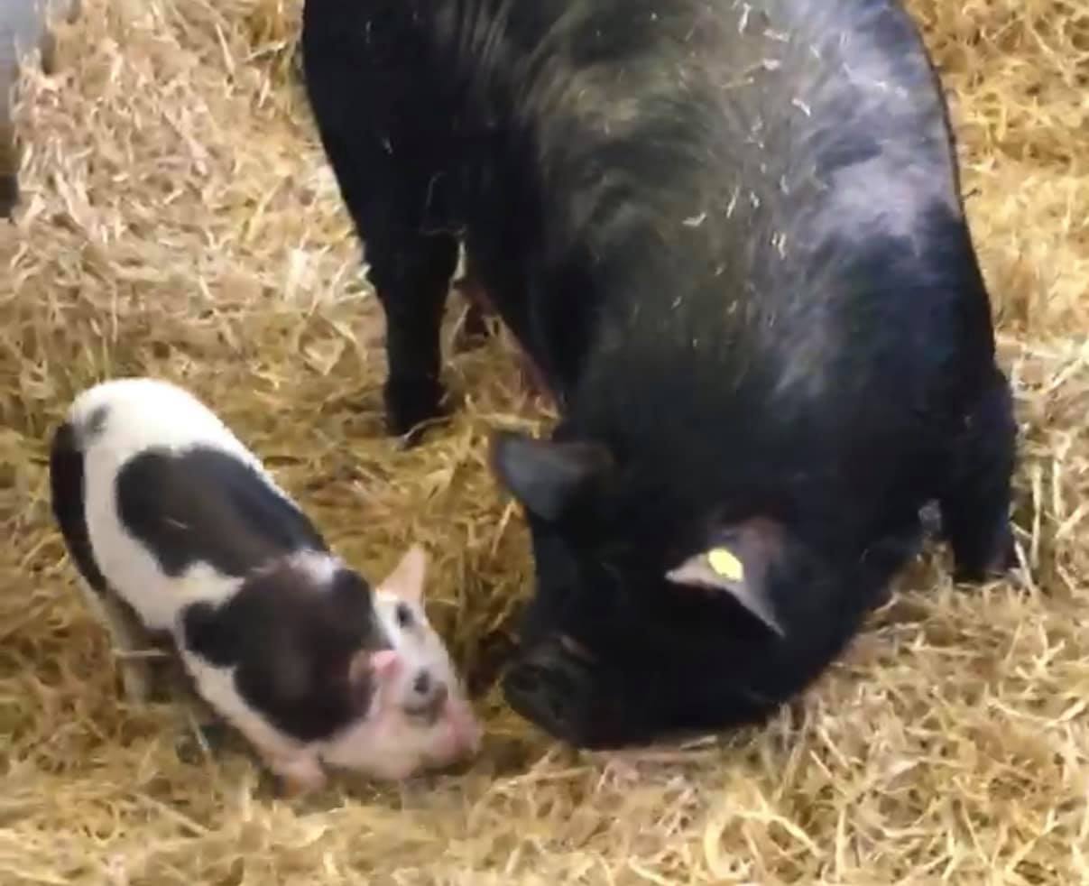 Police are trying to trace theives who they suspect stole Pua the piglet in Southampton