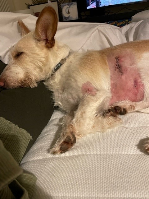 James Howard was badly bitten trying to defend his dog Rosie from another dog that attacked them in Pointout Road, Southampton.