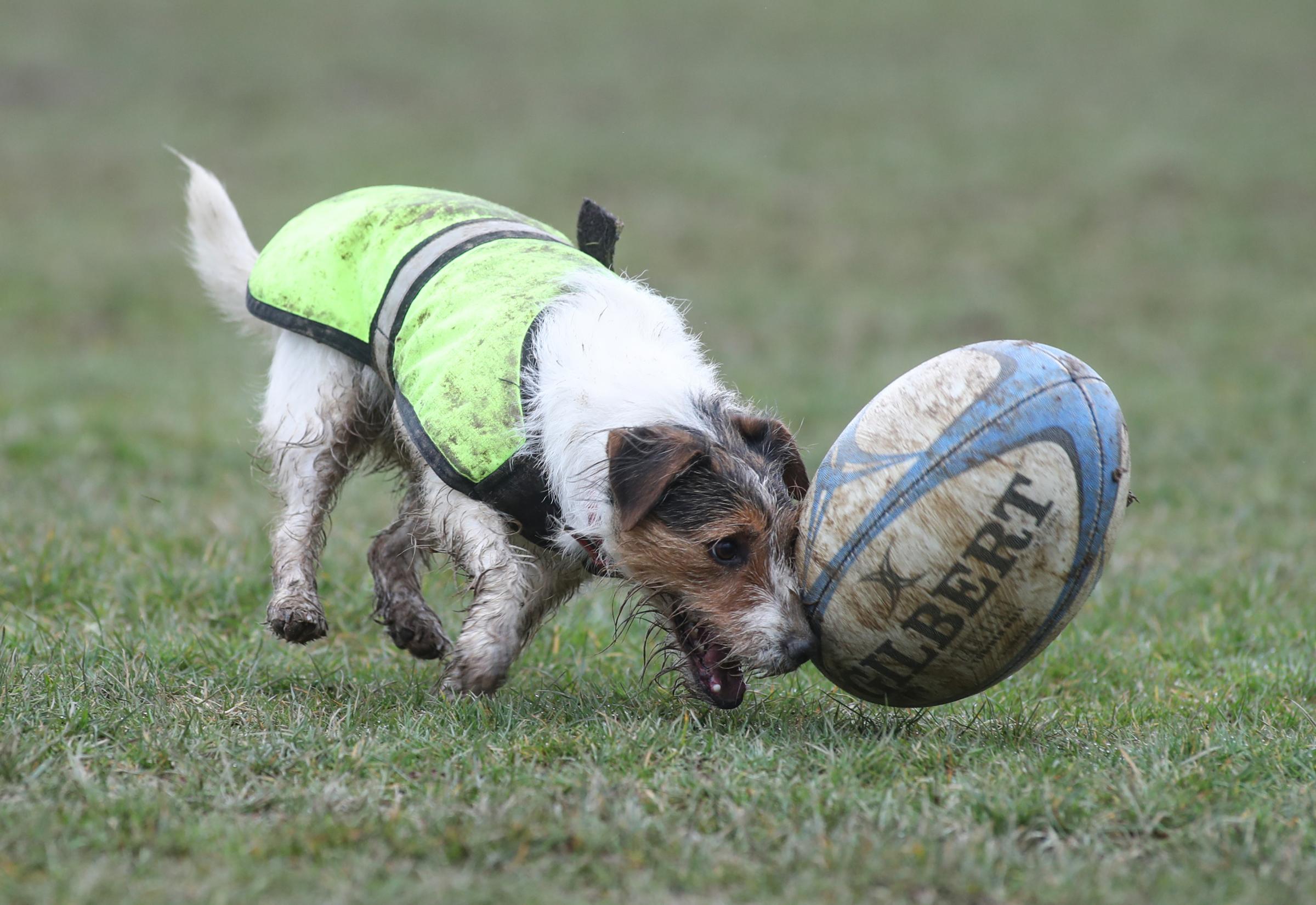 dog rugby ball